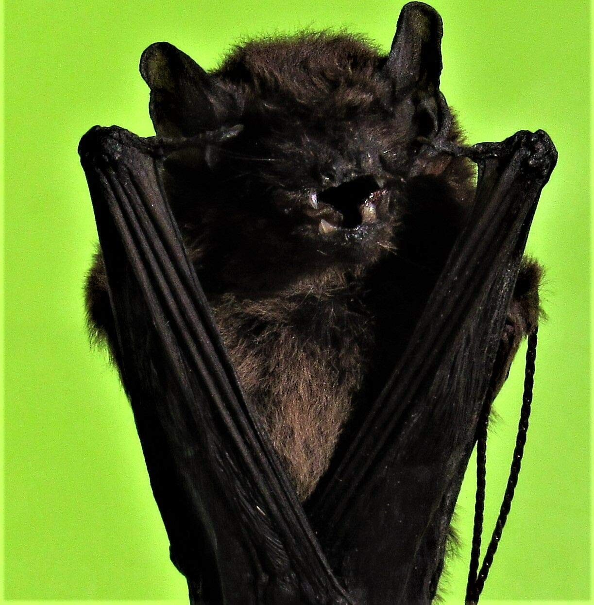 bamboo bat