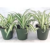 Ocean Spider Plant - 4'' Pot 3 Pack for Better Growth - Cleans the Air/Easy to Grow by Jmbamboo