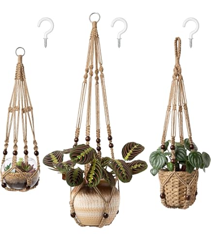 plant food pothos Golden Pothos main image 0