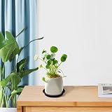 Kunjocy 5 Pack Black Plant Pot Saucers 11 cm Round Trays Up to 8 cm Pots view 4
