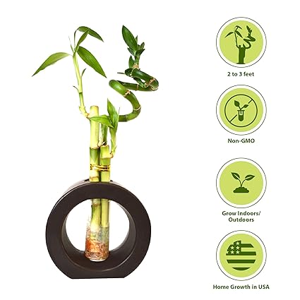 Amazon Com 9greenbox 3 Style Spiral Lucky Bamboo With Hollow