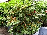 10 Aji Charapita Hot Pepper Seeds,C frutescens,From