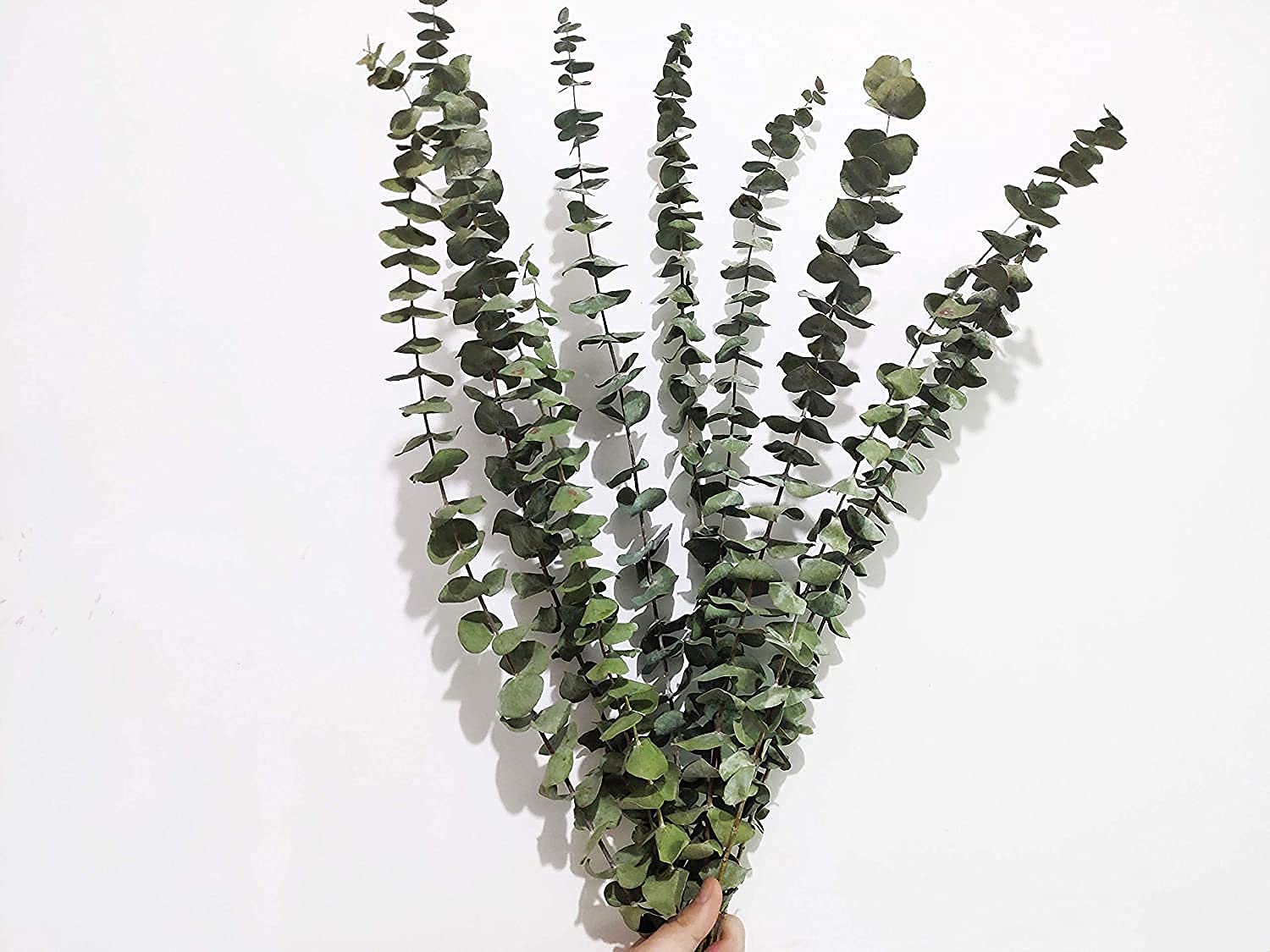 Comtelek 10-Piece Eucalyptus Dried Plant, 45cm Natural Dried Flowers Bouquet with Real Eucalyptus Leaves for Wedding, Spring, Living Room, Bedroom, Bathroom