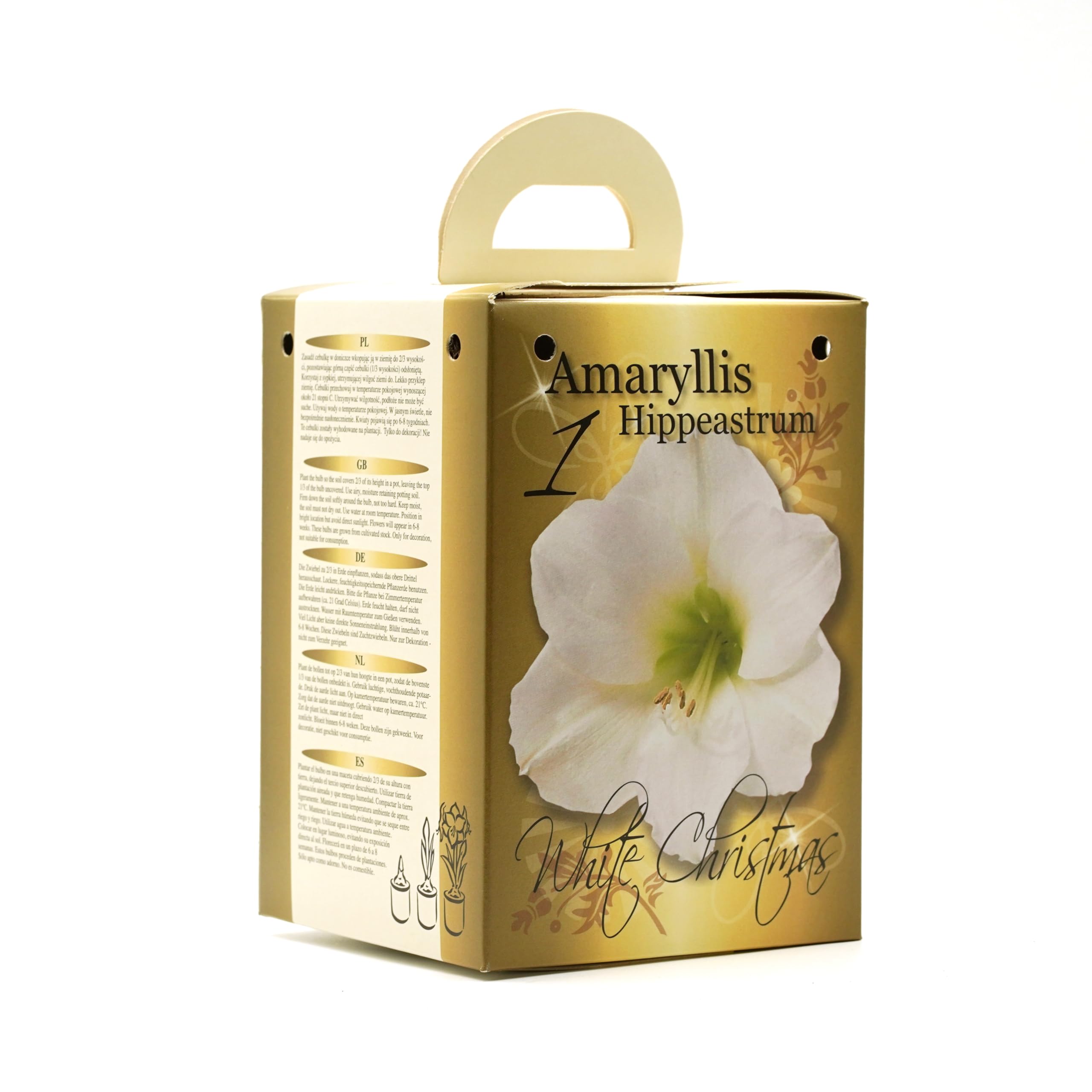 White Amaryllis Flowering Gift Box | Complete Kit with Bulbs | Perfect Festive Flowers | Potting Compost & Pot | Festive Christmas Packaging