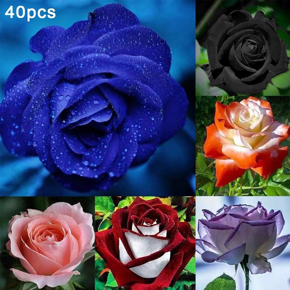 XdiseD9Xsmao 40Pcs Rose Flower Seeds Plant Seeds Home Garden Balcony Courtyard Perennial Fragrant Bonsai Potted Plant Decor Purple Rose Seeds