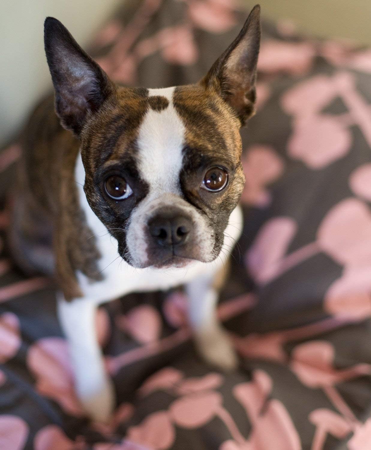 Molly Mutt100% cotton dog bed duvet cover (Medium/Large, La Vie en Rose(Misty grey/dusky pink)
