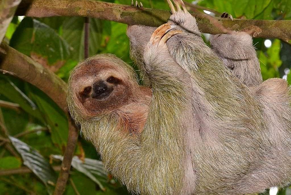 Amazon Co Jp A0 特大 ポスター ナマケモノのツリーハング 壁紙ウォールステッカーポスター A0 11x841mm Generic