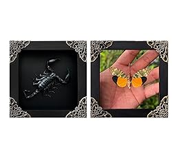 2 Real Scorpion Lanternfly Butterfly Glass Frames