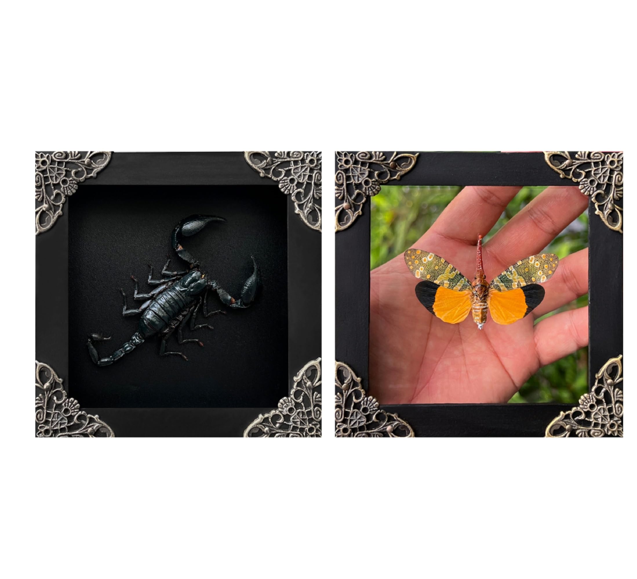 2 Real Scorpion Lanternfly Butterfly Glass Frames