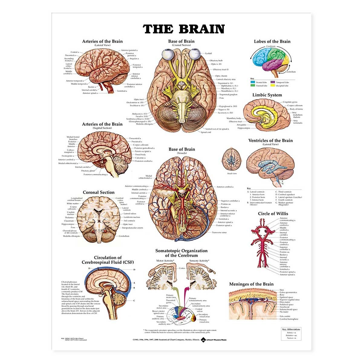 Anatomical Chart The Brain
