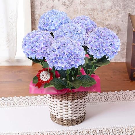 Amazon 母の日ギフト イイハナ ドットコム アジサイ 鉢植え 5号 シャロン フラワーギフト プリザーブドフラワー オンライン通販