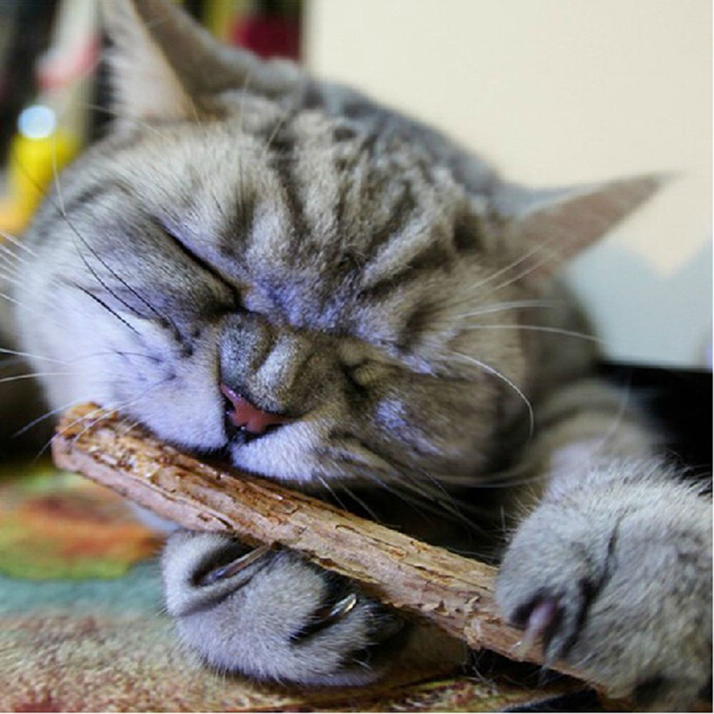 Childplaymate Cat Catnip Natural Matatabi Cat Teeth ...