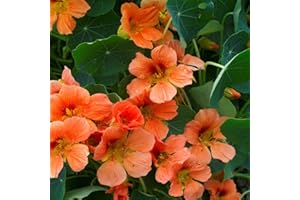 Outsidepride Tropaeolum Nasturtium Vesuvius Climbing, Vining, Flowering, Plants for Trellis, Fences, Arbors & More - 200 Seeds