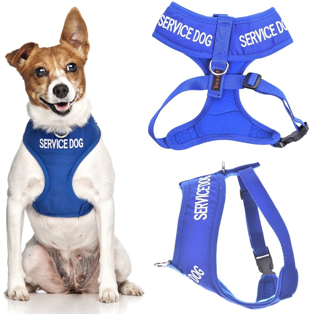 Dexil SERVICE DOG Blue Colour Coded Non-Pull Front and Back D Ring Padded and Waterproof Extra Small Dog Harness PREVENTS Accidents By Warning Others Of Your Dog In Advance