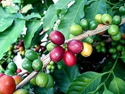 Arabica Coffee Bean Plant - 2 Pack 3" Pots