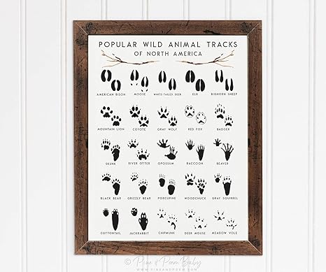 Amazon Com Arvier Animal Tracks Nursery Print Adventure