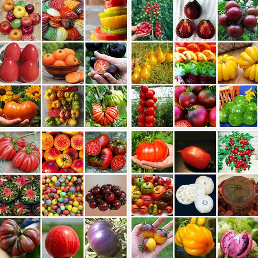 Tomato Seeds,KimcHisxXv 200Pcs Mixed Tomato Seeds Garden Farm Yard Organic Vegetable Fruit Plant Decor - Tomato Seeds