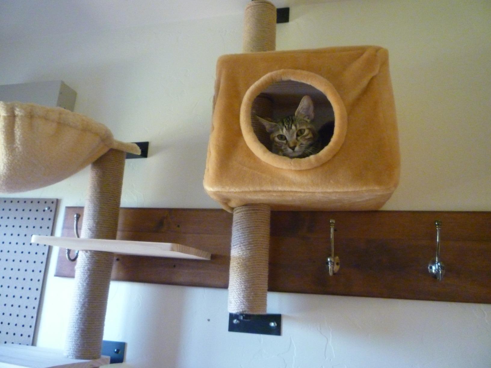 11/mo Finance BIG NOSE Wall Mounted Cat Scratching Post Multi Level