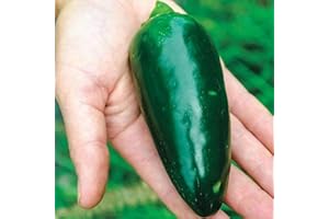 KVITER Grande Jumbo Extra Large Jalapeno Pepper Seeds"Ultimate Stuffer Pepper" - (100 Seeds)