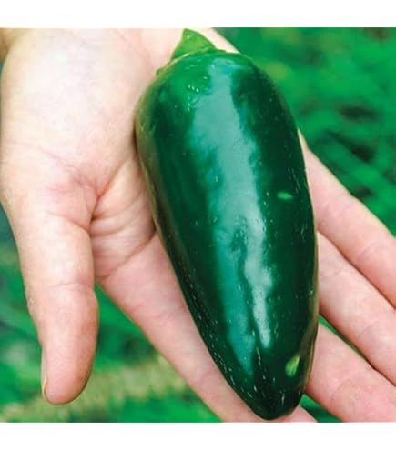 Jumbo jalapeno