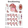 Blue Tree Publishing Swallowing Poster anatomy education (24 x 36 inch) Dysphagia for SLP