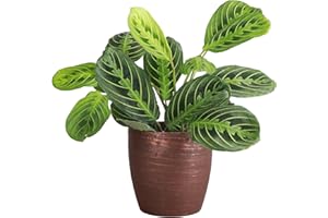 Thorsen's Greenhouse Lemon Lime Prayer Plant, Live Indoor Plant, Pet Friendly, Attractive Houseplant, Lemon Maranta, Natural Air Purifier, Easy to Grow, 4" Diameter Pot (Copper)