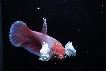 Amazon Sinbad シンドバッド 熱帯魚 色お任せ ベタ ダンボ メス ビッグイヤー 1匹 生体 Sinbad 観賞魚 水中生物 通販