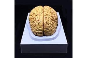 XINDAM Human Brain Model, Anatomically Accurate Brain Model Life Size Human Brain Anatomy for Science Classroom Study Display Teaching Medical Model