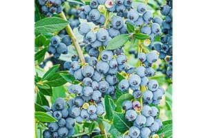 QAUZUY GARDEN 300 Giant Blueberry Seeds Super Sweet Blueberry Seeds - Heirloom Organic Fruit Seeds - Delicious Sweet Juicy Fruit for Planting Garden Outdoor