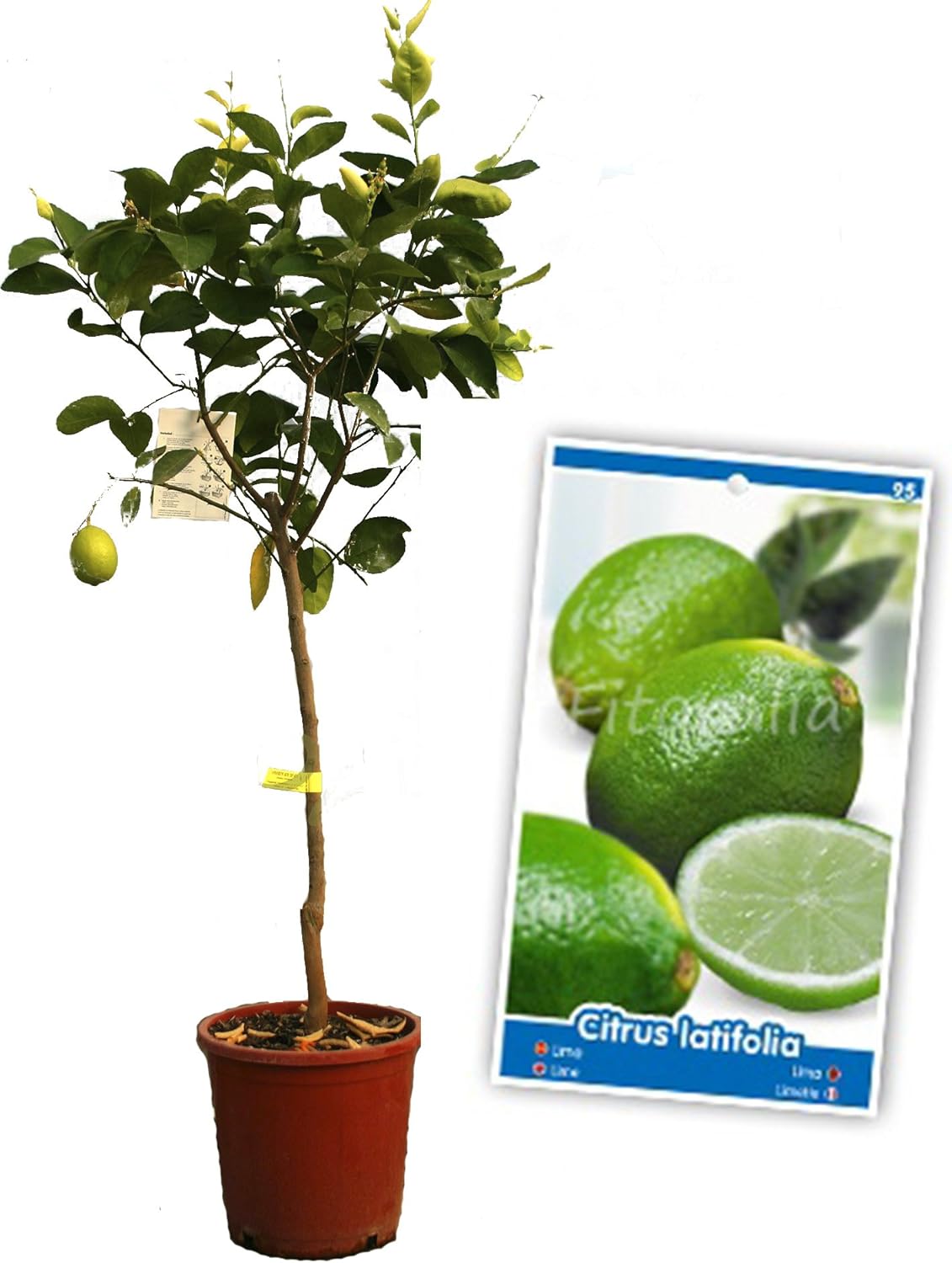 Lima - Árbol frutal de 2 años: Amazon.es: Jardín