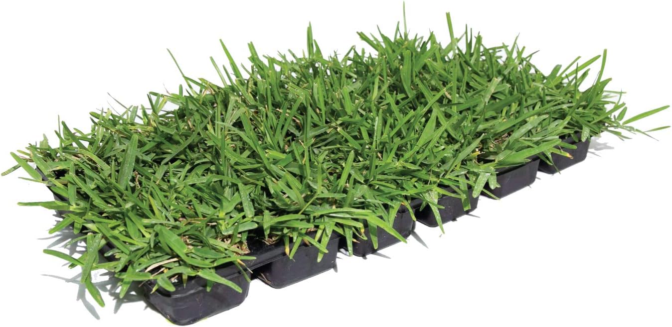 Bethel Farms St. Augustine 3in Natural Grass Plugs 36Pack