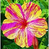 TomorrowSeeds - Marvel of Peru Four O' Clock Seeds
