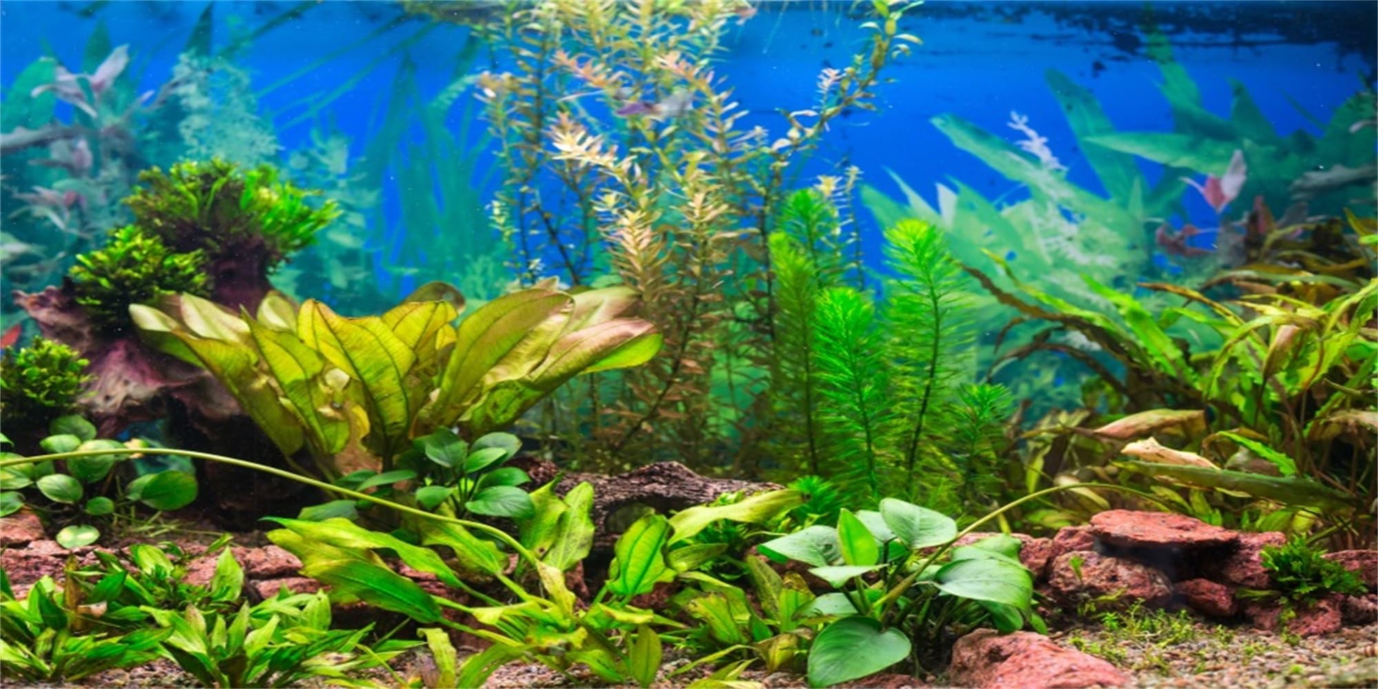 MIRRORANG 61x41cm Aquarium Background Aquatic Plant River Bed & Lake Fish Tank Poster Backdrop Vinyl Background — image 1