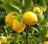 Generic Lemon Tree Seeds