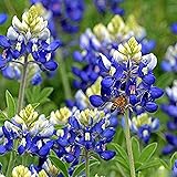 200 Seeds Texas Bluebonnet (Lupinus texenis) Non-GMO Seeds