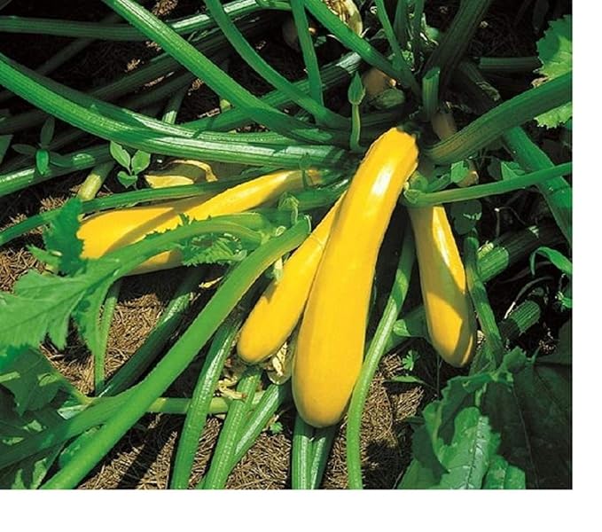 COURGETTE/ZUCCHINI YELLOW/GOLDEN 40 SEEDS Amazon.co.uk Garden