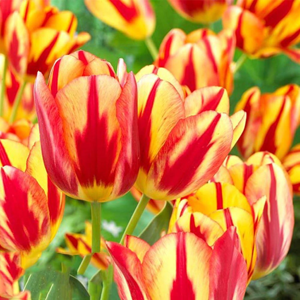 Seed 100Pcs Variety Tulip Seeds Beautiful Flower Floral Home Garden Plant Decoration - 3pcs Yellow & Red Tulip Bulbs