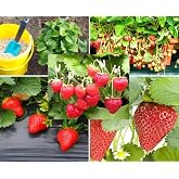 250PCS Alpine Strawberry Fast Growing Wild Strawberry Fragaria Vesca Seeds