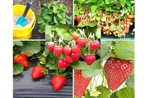 BULBORIUM 250PCS Alpine Strawberry Fast Growing Wild Strawberry Fragaria Vesca Seeds Heirloom