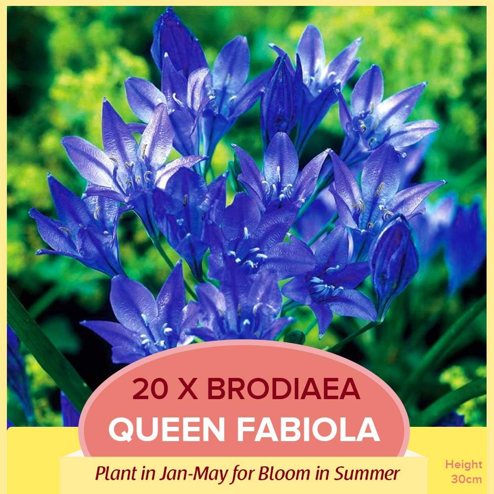20 x Brodiaea Queen Fabiola Clusters of Deep Blue Flowers Summer