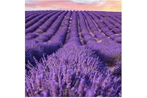 Premium Lavender Seeds,Organic Lavender Seeds for Indoor & Outdoor Planting,Perennial Flower Gardening Seeds Attract Bees, Bi