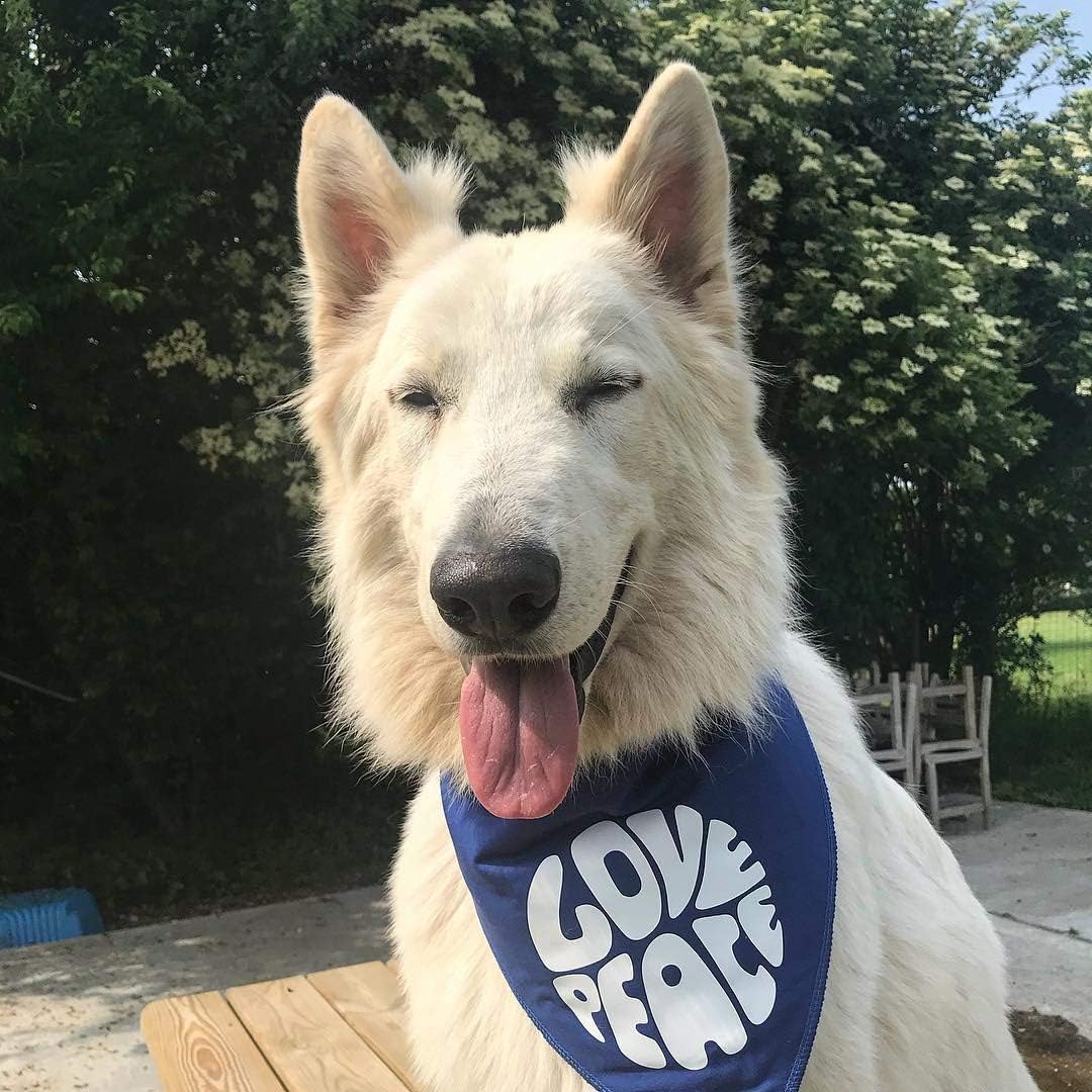 extra large dog bandanas