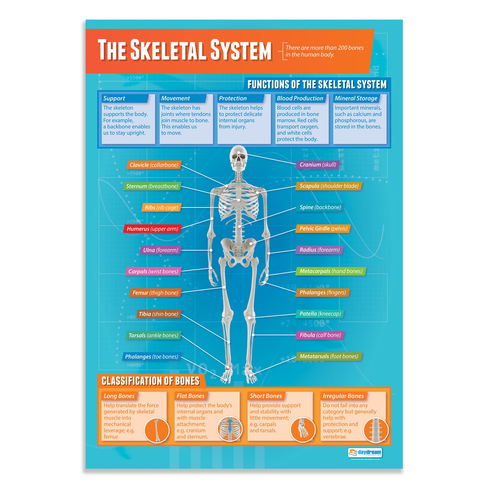 Daydream Education The Skeletal System Classroom Poster, Gloss Paper Extra Large A1 (850 mm x 594 mm) - Physical Education Wall Chart for Classroom & Home