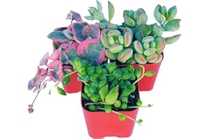 Succulents Plants Live (3-Pack) 2" Hanging Plants Starter Pack, Live Succulent Plants Fully Rooted in Planter Pots with Succulent Soil Mix by The Succulent Cult (3 Pack)