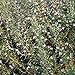 Herb Seeds - Rosemary - 100 Seeds