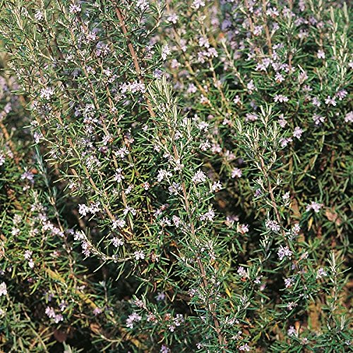 Herb Seeds - Rosemary - 100 Seeds Herb Seeds - Rosemary - 100 Seeds
