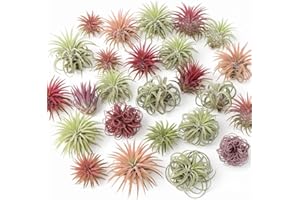 YOKEBOM Tillandsia Air Plants, Pack 12 Live Indoor Air Plants, Low Light Tillandsia Houseplants for Terrariums and Decorative Displays