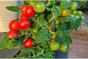 15+ Rare Moment Micro Dwarf Tomato Seeds. Grows to only 8-12 inches high. Perfect for Hydroponics, Containers, and Small Spac