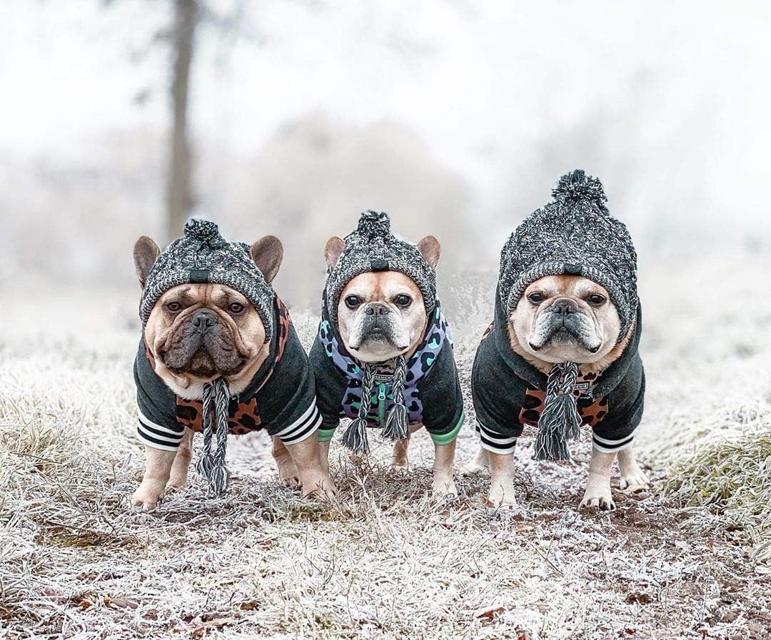 Warm Pet Dog Knitted Hat, Dog Hats for Small Dogs, Warm Winter Dog Hat Knit Snood Headwear for Pets, Pet Christmas Winter Warm Caps (M) : Kitchen & Dining
