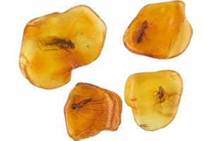 ELEGAMBER Baltic Amber Natural Fossil Insects - Four Sets, True Insect Samples - Science Classroom Science Education Animal S